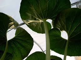 Image result for Farfugium japonicum