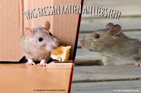 An ultraschall gewöhnen sie sich genauso wie an unangenehme gerüche. Was Fressen Ratten Am Liebsten Diese 7 Rattenkoder Locken Ratten An