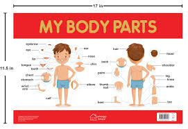 buy my body parts chart early learning educational chart