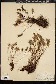 Image result for Pellaea angulosa