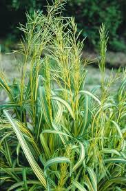 Image result for Bromus