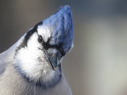 Download thanksgiving photo collage apk 1.2 for android. Elvis Wore It James Dean Wore It Even The Fonz Wore It The Da The Blue Jay Bemidji Mn Happy Thanksgiving Everyone Stay Safe Birding