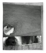 Jasper Looking Through Gate Photograph by Paul Oriente