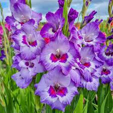 Image result for Gladiolus virgineus
