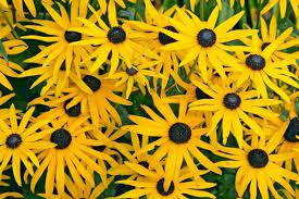 Roven To Be A Workhorse In The Garden Award Winning Rudbeckia Fulgida Var Sullivantii Goldsturm Is A Highl Yellow Perennials Perennials Flower Garden Plans