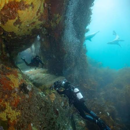 Ile des Phoques, Freycinet