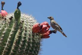 Saguaro cactus is also known as giant cactus, saguaro. Saguaro Wikiwand