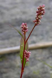Image result for Persicaria hystricula