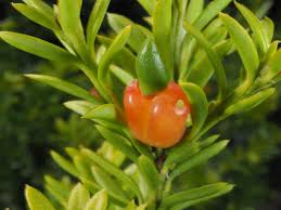 Image result for Podocarpaceae