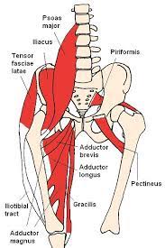 yoga exercise relocations for novices yoga exercise postures for newbies anatomi ve fizyoloji yoga anatomisi lenfatik sistem