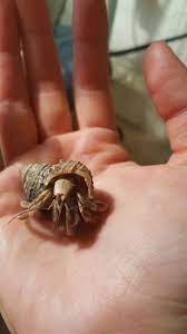 See full list on aquariumbreeder.com Signs Of Death Hca Hermit Crab Association