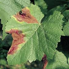 Image result for Pseudopeziza tracheiphila