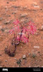 Image result for Ammocharis tinneana