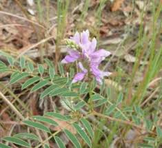 Image result for Indigofera bainesii