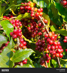 Big heart coffee, tucson, arizona. Coffee Tree Coffee Image Photo Free Trial Bigstock