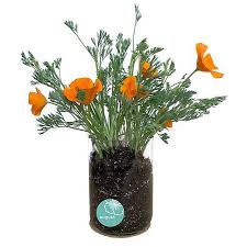Birth Month Flower Grow Kit Birth Month Flowers Month Flowers Growing Flowers