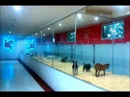 Her Cins Yavru Kopek Satisi Bursa K9 Guvencesiyle Youtube