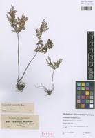 Image result for Cheilanthes schimperi