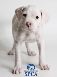 Find a boxer puppy from reputable breeders near you in california. Milk Jug Id 23675961 Is 8 Week Old White Male Boxer Blend Central California Spca Fresno Ca