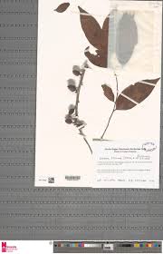 Image result for Tectaria fernandensis