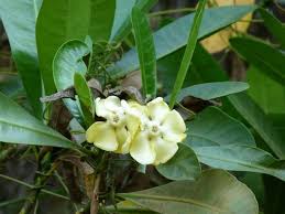 Image result for Voacanga thouarsii