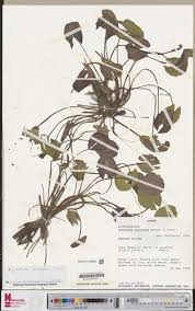 Image result for Nymphaea heudelotii