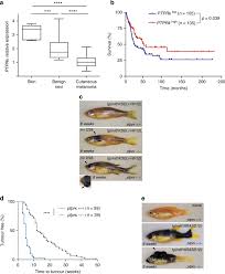 Hallo, der küchenschrank ist mit einzeln verstellbaren beinen ausgestattet. Ras At The Golgi Antagonizes Malignant Transformation Through Ptprk Mediated Inhibition Of Erk Activation Nature Communications