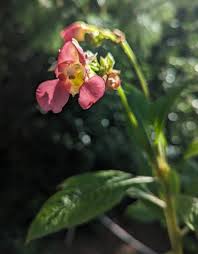 Image result for Impatiens briartii