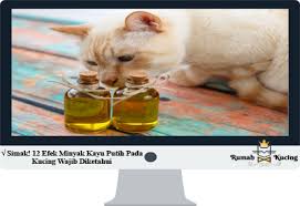 Maybe you would like to learn more about one of these? Simak 12 Efek Minyak Kayu Putih Pada Kucing Wajib Diketahui