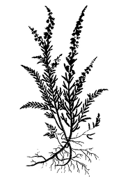 Profile Texts A Plaid Found At Culloden Richard Dunn Botanical Art Floral Tattoo Sleeve Art