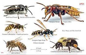 The service provider will give the best advice. Find The Best Wasp Exterminator Near You All Your Questions Answered