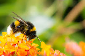 So now you can imagine what happens if you kill the queen bee. How To Get Rid Of Bees X Pest
