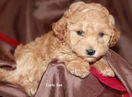 Goldendoodles, sheepadoodles, & bernedoodle puppy pictures. Goldendoodle Breeder