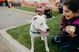 Cat tail kitties rescue macomb, mi 48042 phone: Pets For Adoption At Pet Tales Rescue In Kentwood Mi Petfinder