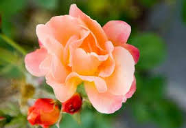 Plants that can't tolerate such conditions usually die of suffocation. Beginner Rose Gardening Guide Planet Natural