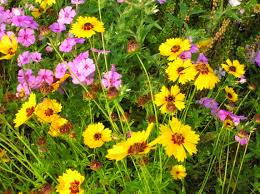 With their mounding growth habit and bright blooms, these plants are a cheery option for window boxes, hanging planters, or container gardens. Planting A Wildflower Garden In Florida Gardeningonthego S Blog