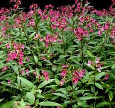 Die rosskastanie oder das kleine springkraut). Kuhe Sollen Problematisches Springkraut Naturlich Entsorgen Proplanta De
