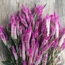 Celosia Amaranth Celosia Argentea Spicata 100 Seeds Celosia Flower Amaranth Flower Flowers