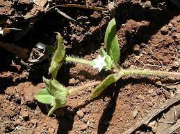 Image result for Richardia brasiliensis