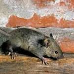  New viruses, superbugs found in study of New York house mice