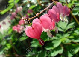 Feb 15, 2021 · bleeding heart flower meaning. Pink Summer Flowers With Colorful Heart Shaped Petals Beautiful Displayed Dicentra Formosa Flowers On A Sunny Day Stock Photo Picture And Royalty Free Image Image 99362040