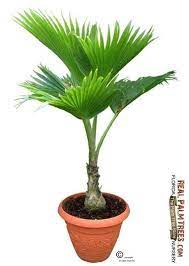 Fiji Fan Palm Tree Add A Splash Of Color To Any Room Looking To Improve Your Air Quality Try A Palm Tree Free S Indoor Palm Trees Indoor Palms Plants