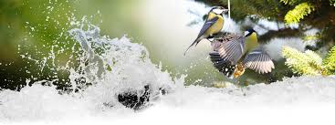 Image result for Kohlmeise vogelhouse