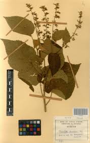 Image result for Triumfetta tomentosa