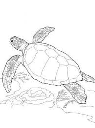 Sea Turtle Pattern Printable