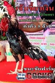 Ayam jago bangkok pukul mati ayam impor philipina. Ayam Pakoy Plucker Trad Trisula Jago