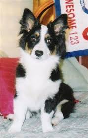Australian Shepherd Corgi Mix Black And White I Want One Aussie Corgi Australian Shepherd Corgi Hybrid Mini Version Of A Very Smart Breed Corgi Aussie Mix Corgi Dog Breed Corgi Mix
