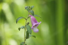 Image result for Ceratotheca sesamoides