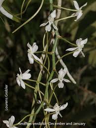 Image result for Disa walleri