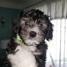 Call 616.340.5594 or click here to learn more and view our latest litters! Havanese Puppies For Sale Lincoln Park Mi 308989